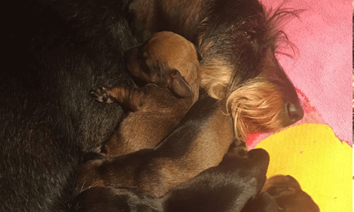 Pups slapen bij Koosje
