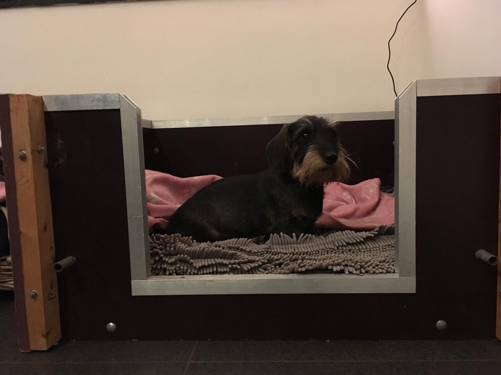 Pupjes bij moeder Koosje