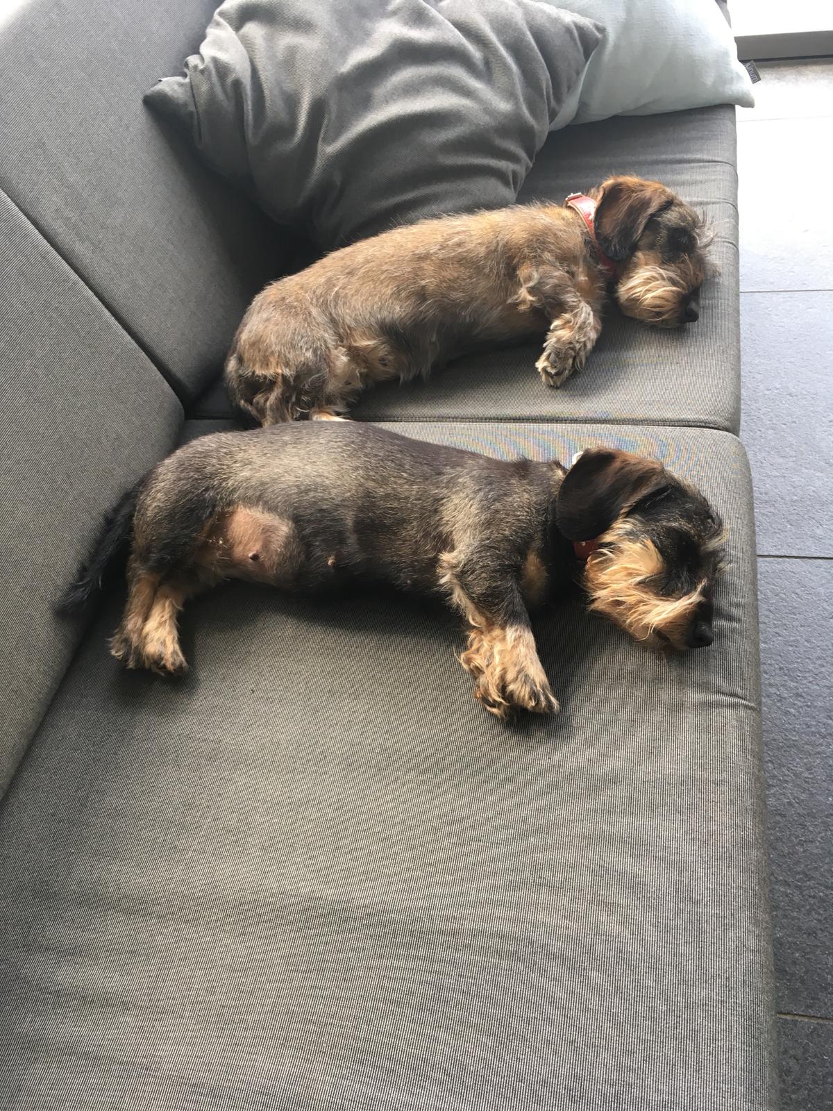 Pupjes bij moeder Koosje