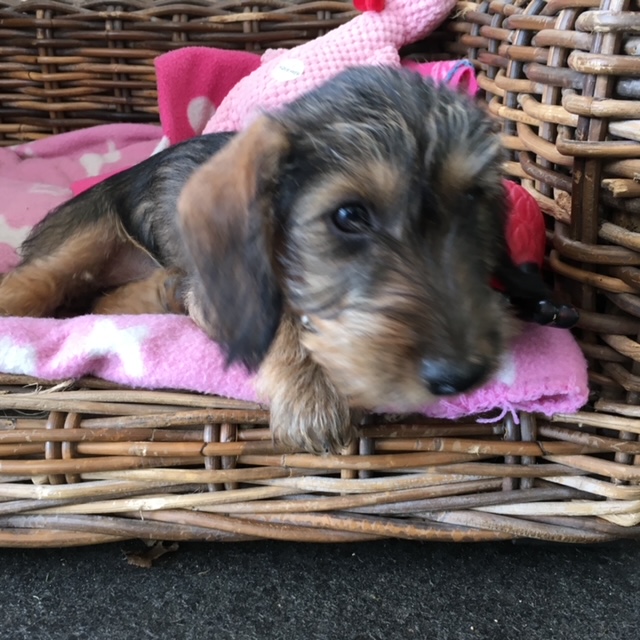 Pupjes bij moeder Keetje