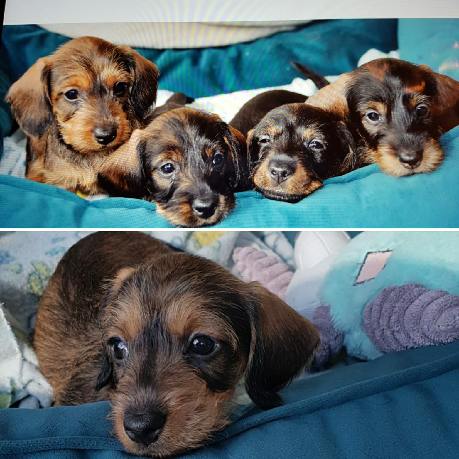 Pupjes bij moeder Koosje
