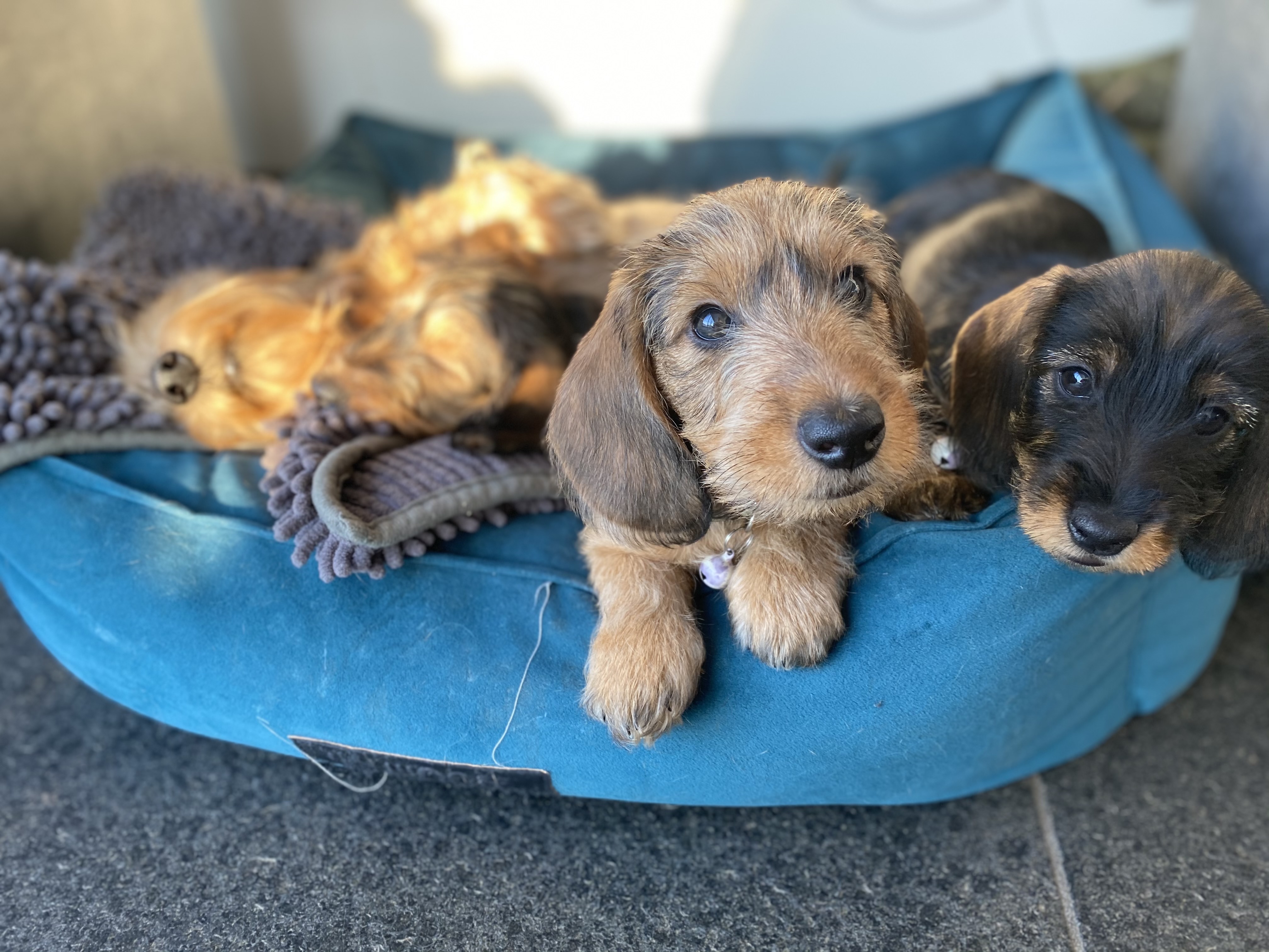 Pupjes bij moeder Koosje