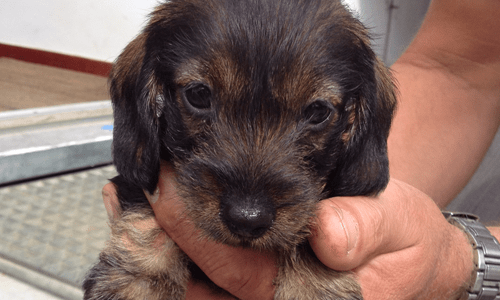 Een pupje in de hand