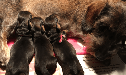 Pupjes bij moeder Keetje
