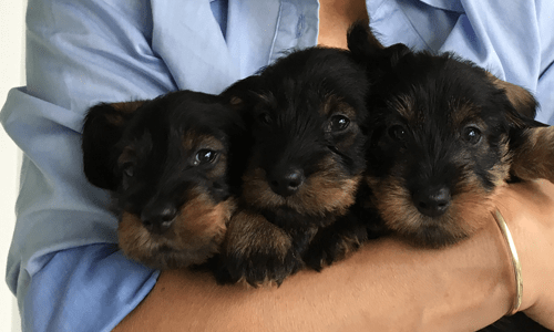Pups op de arm