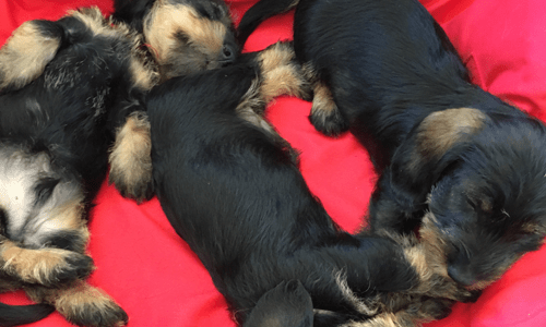 Pups op het kleed